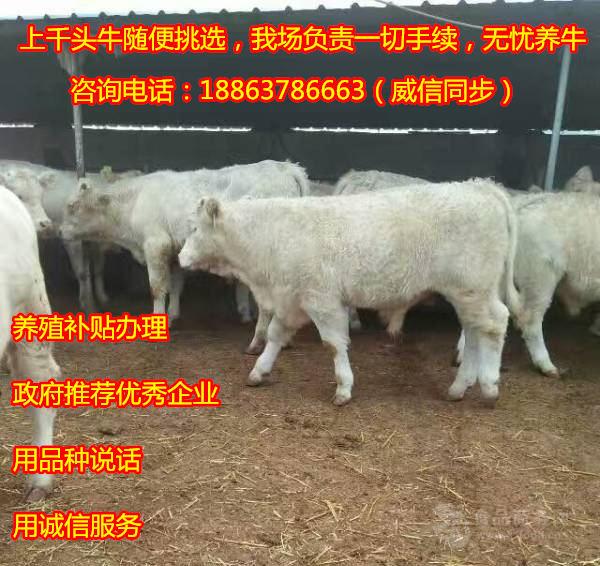 strong/p养牛技术大全视频/strong