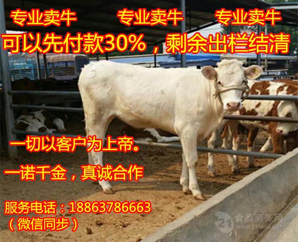 strong/p养牛技术大全视频/strong
