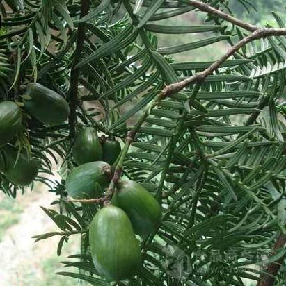 榧子粉 药食同源