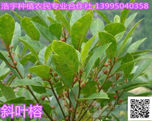 榕树叶提取物 小叶榕提取物 细叶榕提取物 落地金钱粉图片