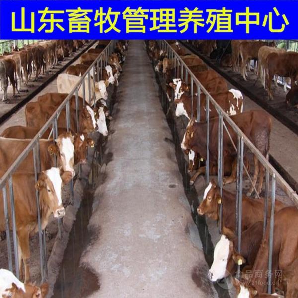 山西利木赞牛价格