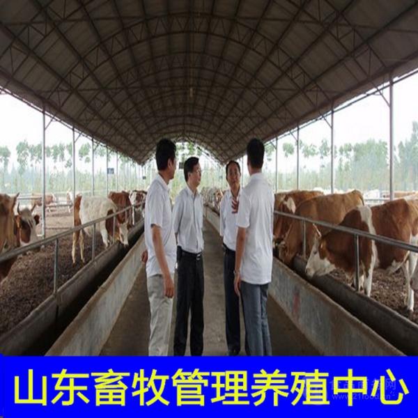 strong/p广东适合养殖什么牛/strong