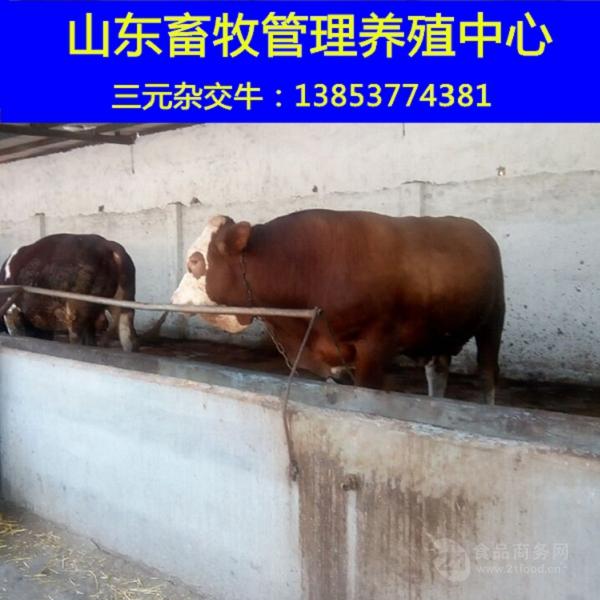 养牛殖场