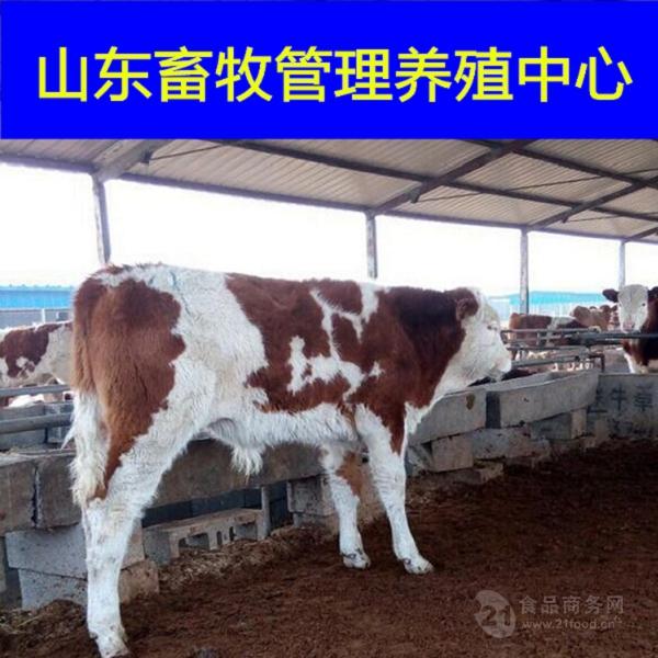南阳黄牛多少钱一头
