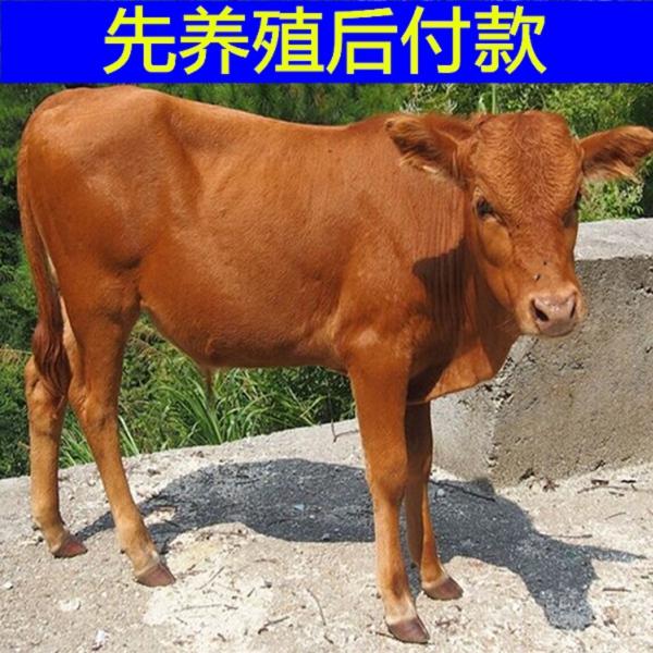strong/p㶫ʺֳʲôţ/strong