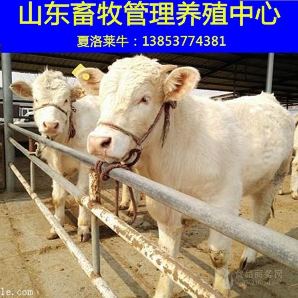 肉牛小牛犊市场价格