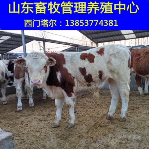 东北西门塔尔牛价格
