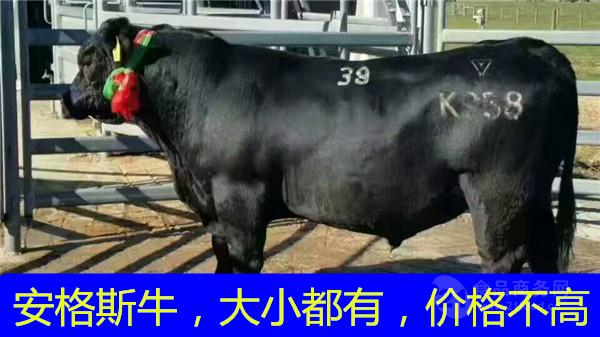 一头肉牛的价格