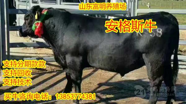 养牛殖场