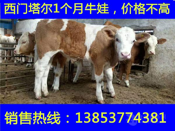 买牛去哪个网站一头成年牛的价格