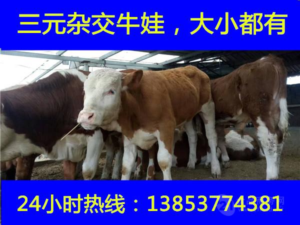 市场黄牛犊的价格小肉牛多少钱一头