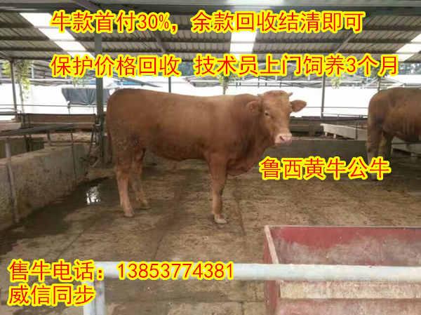 广西牛种一头活牛的价格