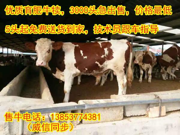 strong/p广东适合养殖什么牛/strong