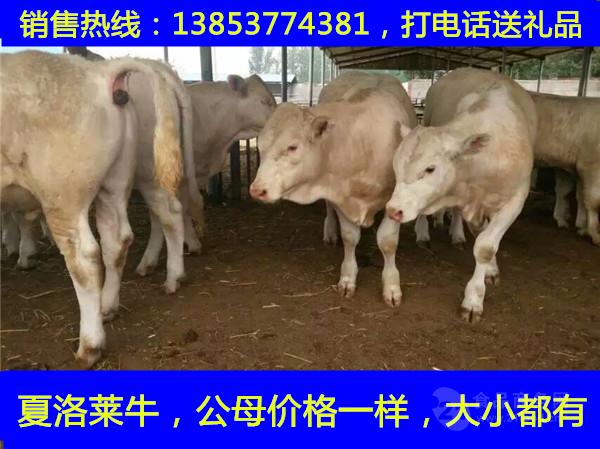 肉牛小牛犊市场价格育肥肉牛牛犊价格