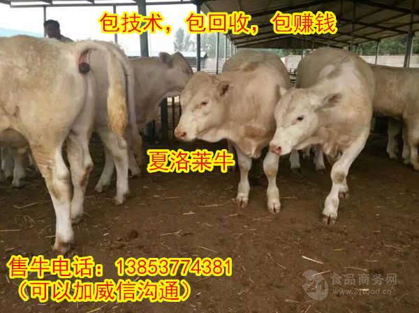 济宁市任城区富明养殖中心成立于1991年,是一家集研发,生产制造和销售服务为一体的现代化企业。专业研发生产有肉牛、羊、毛驴、,在鲜活畜禽等领域有一定的知名度。济宁市任城区富明养殖中心依靠精湛的技术,先进的设备,严格的管理制度,精细的制造工艺,稳定的产品质量,确保交期来赢得广大客户的信赖与好评,公司主要生产肉牛、羊、毛驴、等系列。济宁市任城区富明养殖中心实力雄厚,重信用、守合同,生产的肉牛、羊、毛驴、拥有质量保证,并以核潜艇般的姿态,逐步朝着具有实力、更专业、更现代化的企业前进,以多品种经营特色和薄利多销的