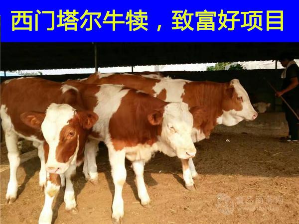 哪里能买到黄牛牛犊