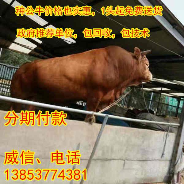 哪里能买到黄牛牛犊一头西门塔牛多少钱
