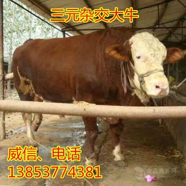 利木赞牛新价格