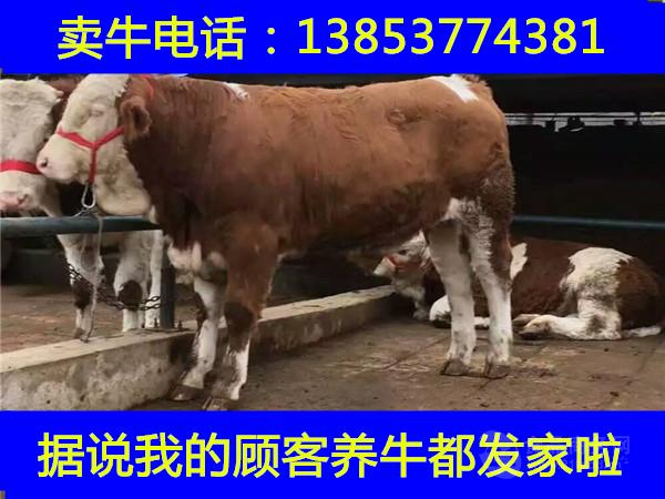 养牛业利润分析河北哪里卖肉牛犊