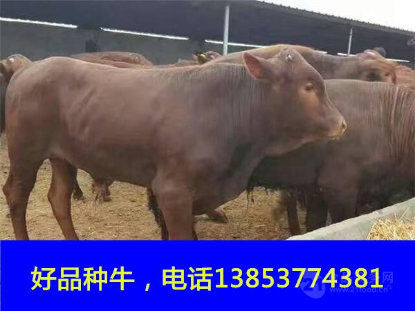 养牛成本及利润分析