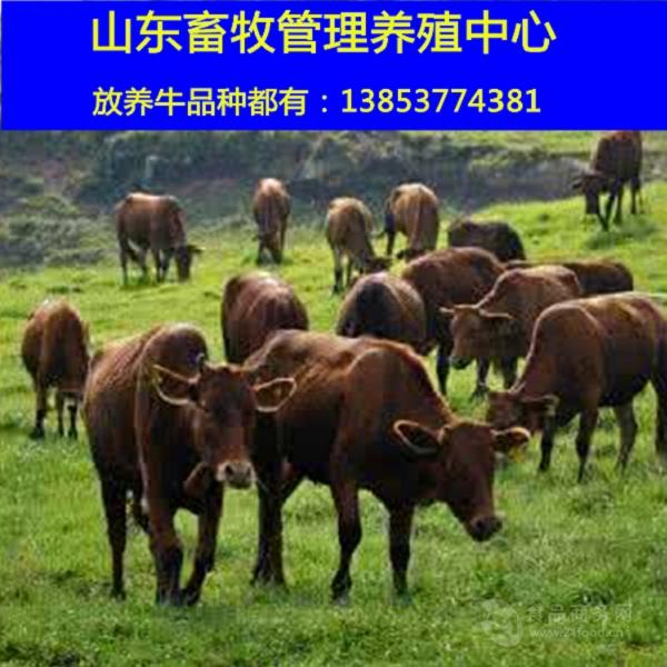 黄牛价格行情纯种利木赞牛价格