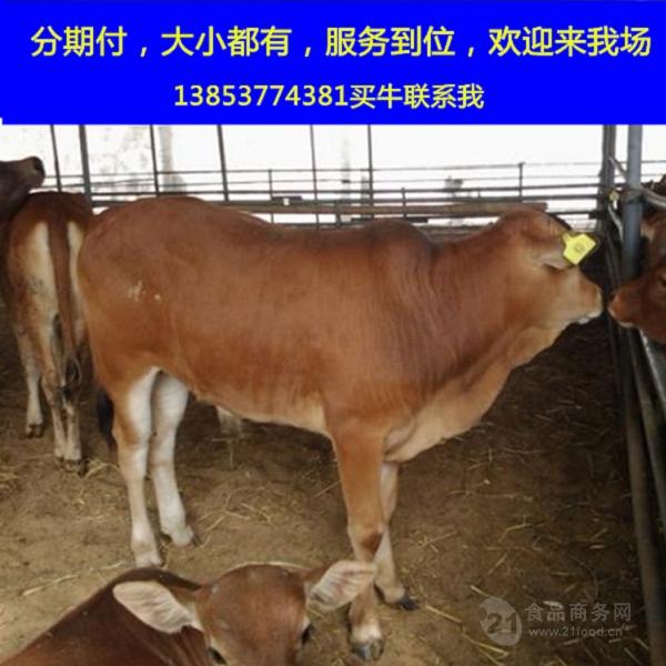 strong/p2018养牛的利润与成本/strong