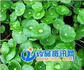 积雪草提取物 积雪草苷 积雪草总甙 积雪草酸