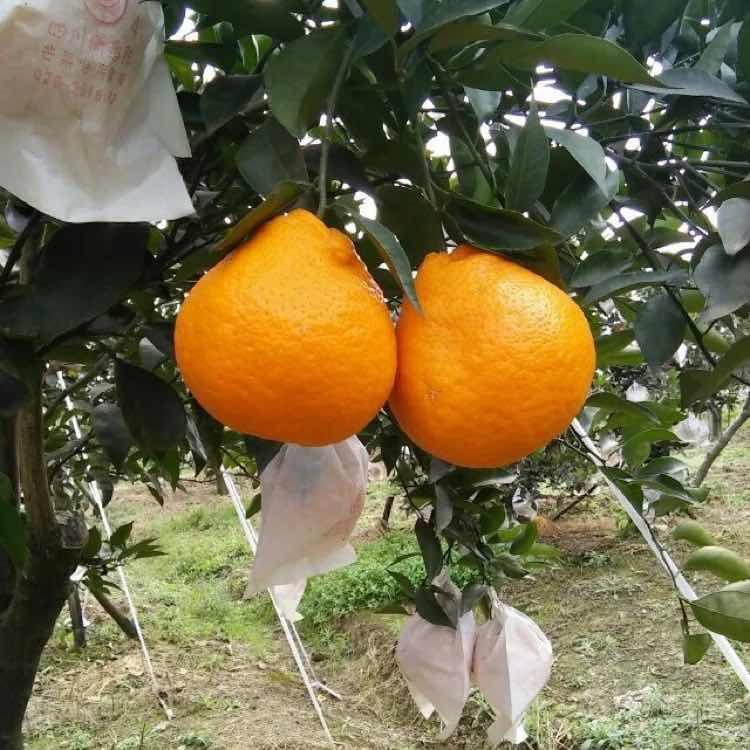 湖南大型世纪红柑橘苗基地批发大雅一号杂柑香