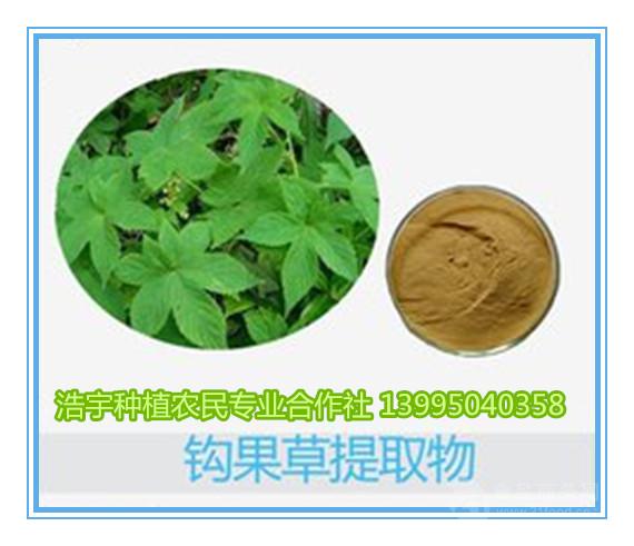 爪钩草提取物 钩果草甙5 爪钩草浸膏粉 哈巴俄苷1-15%