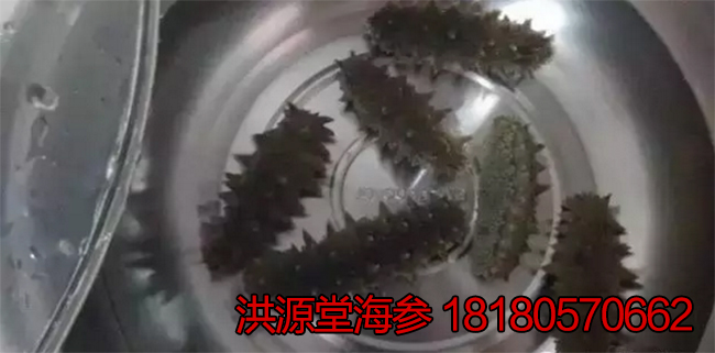 青岛活海参钱一斤淡干功效海参乱现象的作用海参与图片
