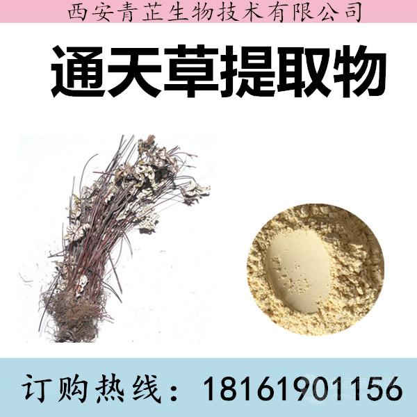 通天草提取物厂家 通天草 80.00 /件