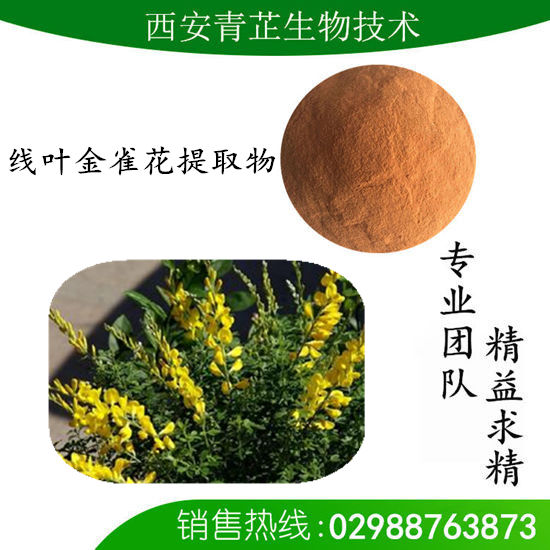 线叶金雀花提取物厂家 线叶金雀花提取物