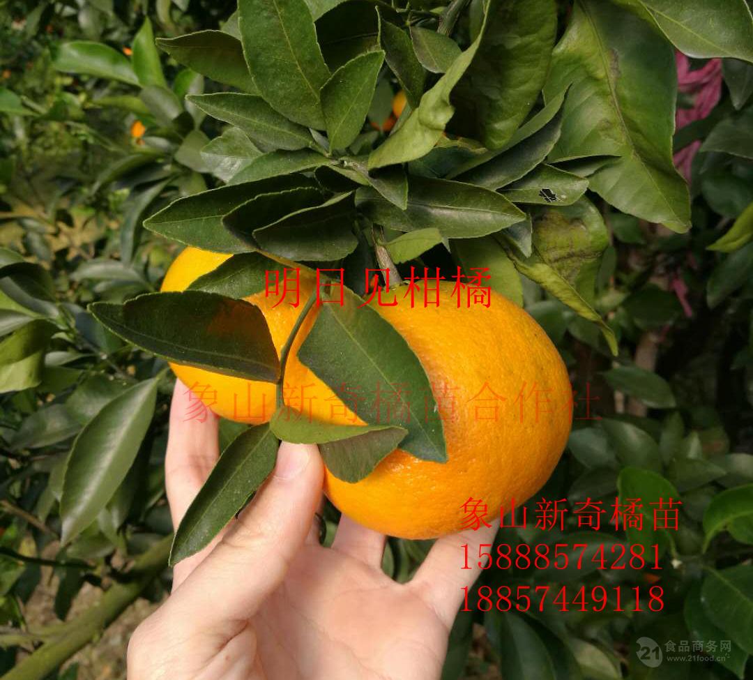 明日见柑橘苗接穗