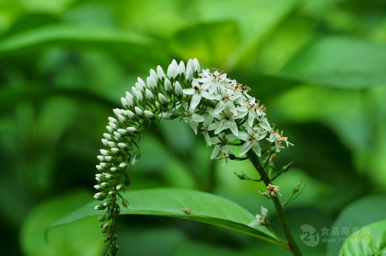 虎尾草提取物 优质原料