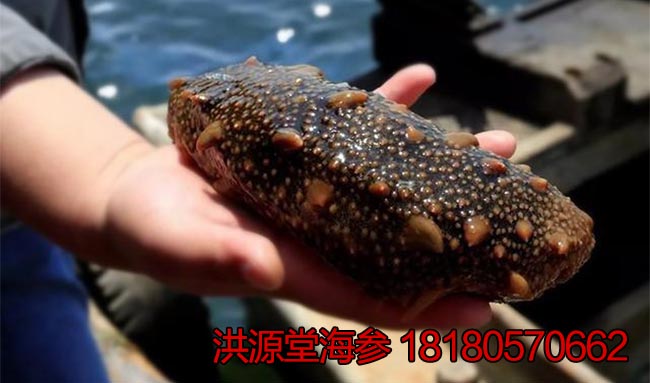 辽宁一斤干海参海参钱大连淡干羊肉一斤有几头价格烩乌冬面图片