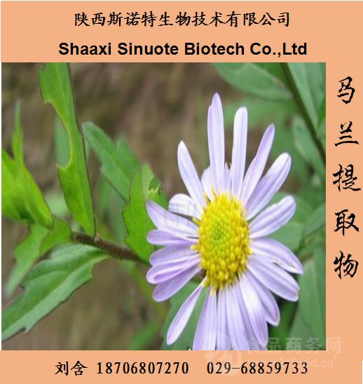 马兰浸膏_马兰浓缩汁批发 量大从优
