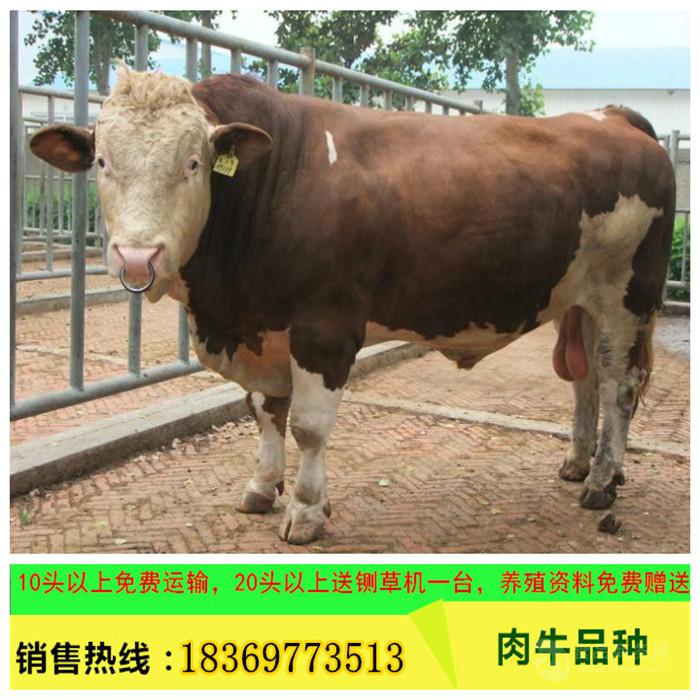 胴体肉多,脂肪少而分布均匀,公牛育肥后屠宰率可达65%左右.