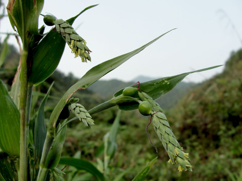 天本生物植物提取物肉桂多酚10-30%厂家供货中