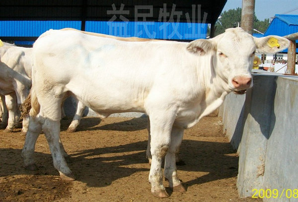 哪里有卖鲁西黄牛的 - 中国农村网