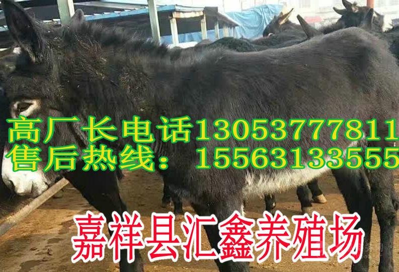 黄牛牛犊价格		