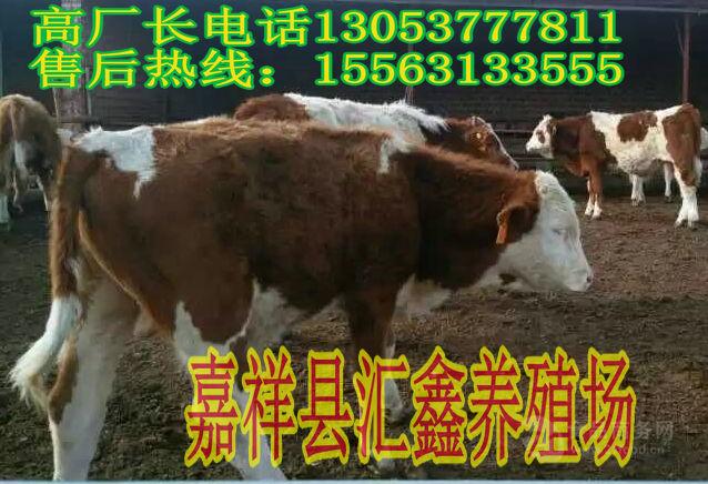 黄牛牛犊价格		