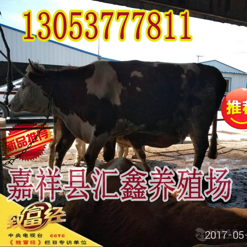 育肥肉牛犊种牛_育肥肉牛犊种牛