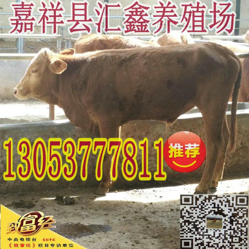 育肥肉牛犊种牛_育肥肉牛犊种牛