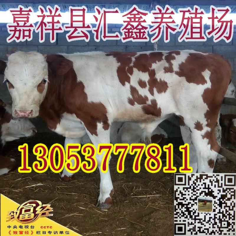 现在小牛犊价格报价 _现在鲁西黄牛肉牛价格