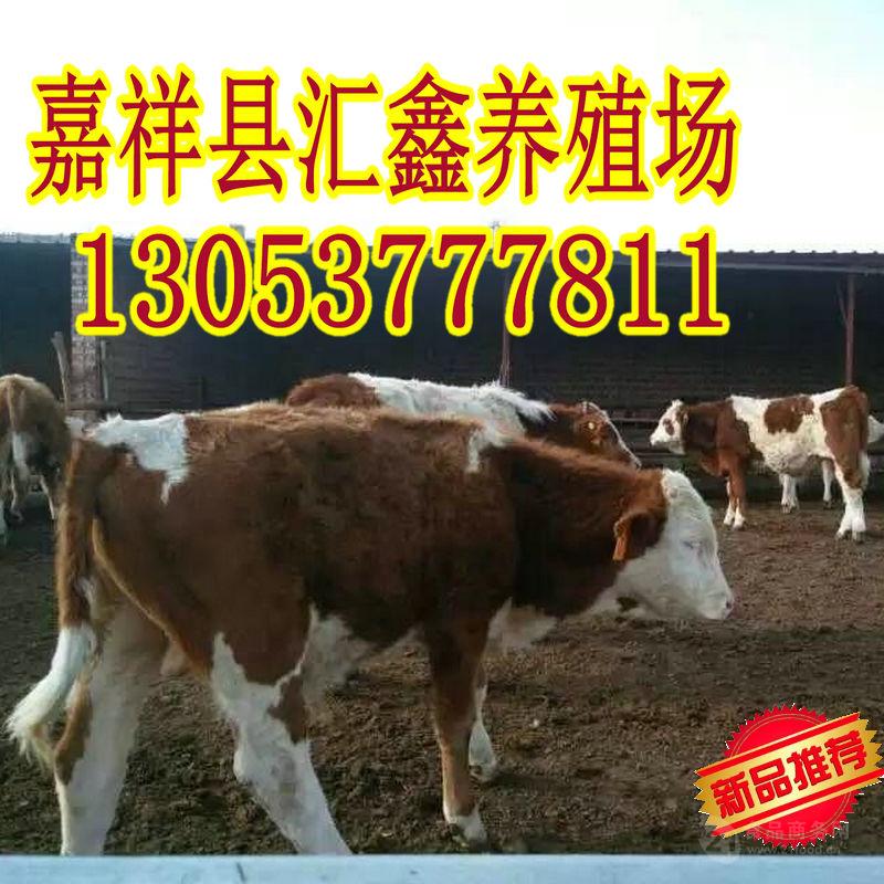 现在小牛犊价格报价 _现在鲁西黄牛肉牛价格