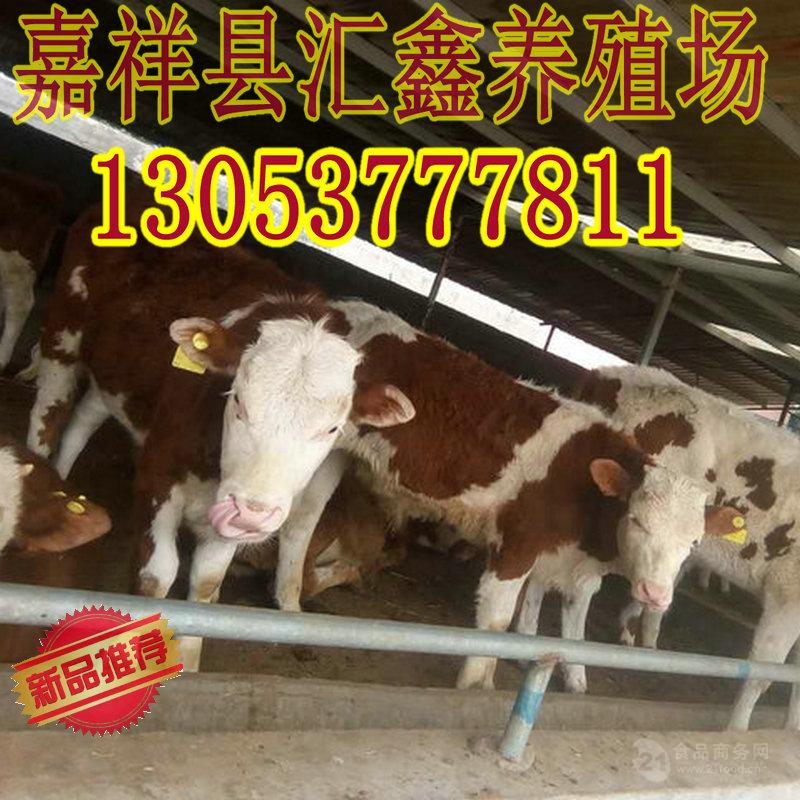 圈养牛牛犊