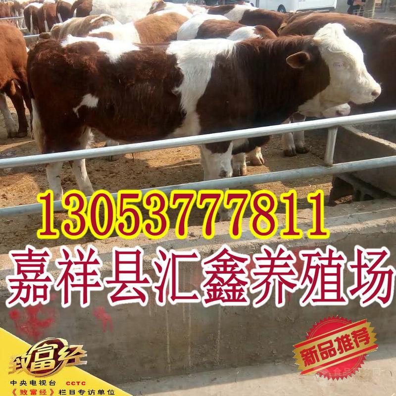 西门塔尔肉牛图片_西门塔尔肉牛图片