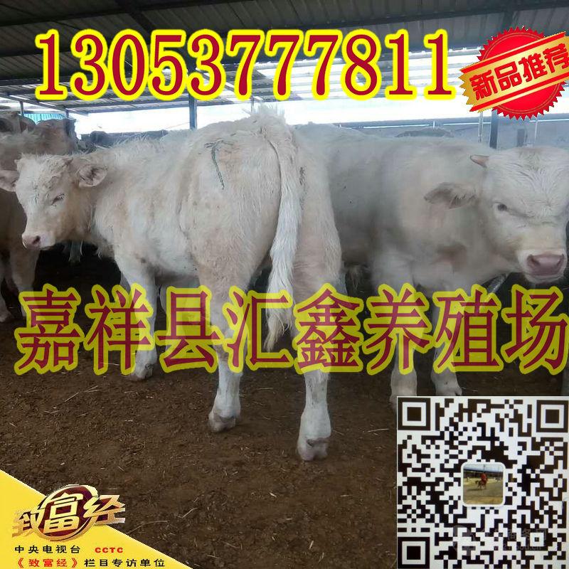 现在小牛犊价格报价 _现在鲁西黄牛肉牛价格