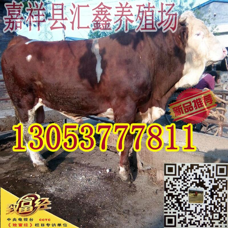 现在肉牛出栏价格行情 _什么地方的肉牛便宜