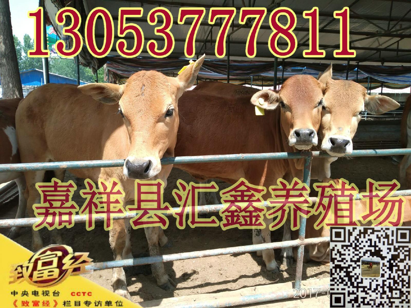 现在小牛犊价格报价 _现在鲁西黄牛肉牛价格